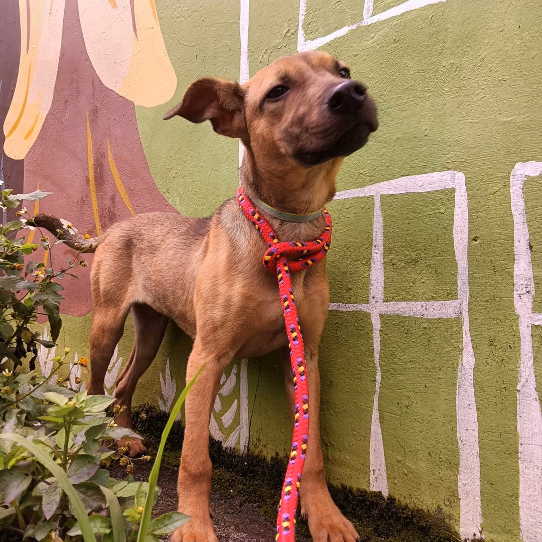 The dog, from the shelter's listing