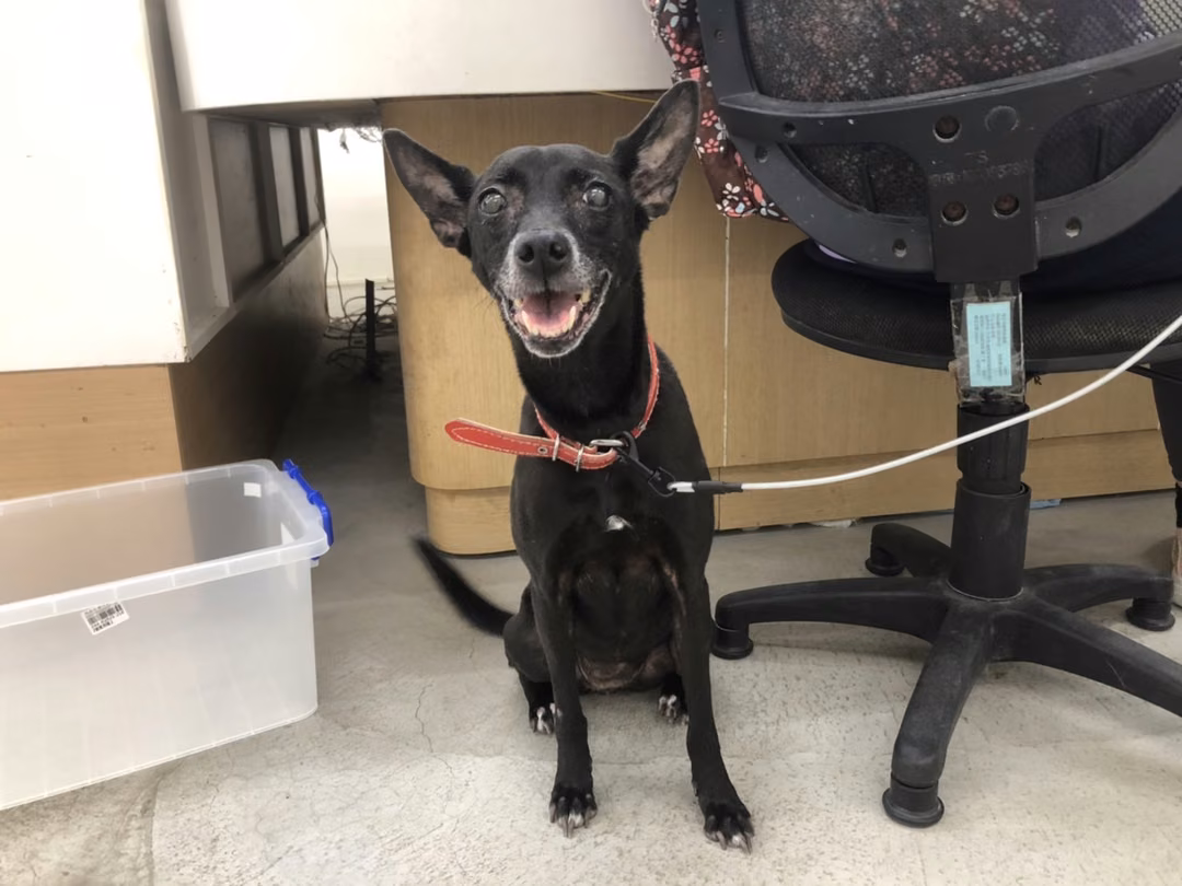 The dog, from the shelter's listing