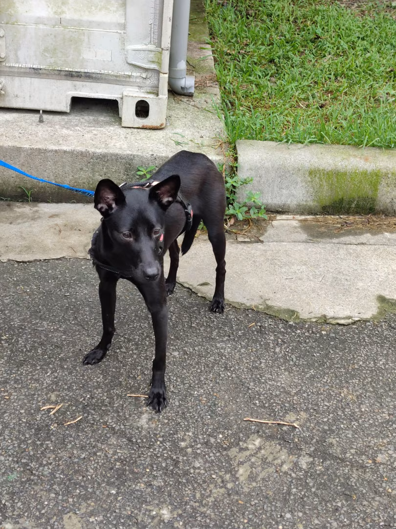 The dog, from the shelter's listing