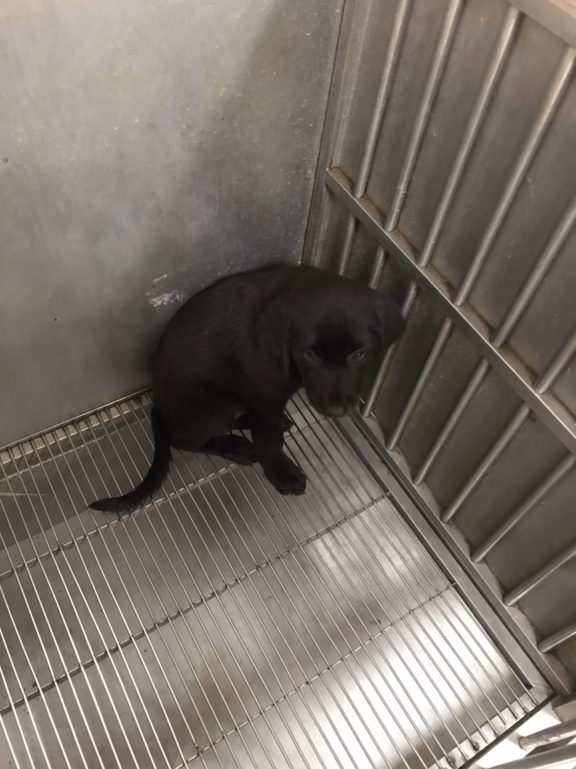 The dog, from the shelter's listing