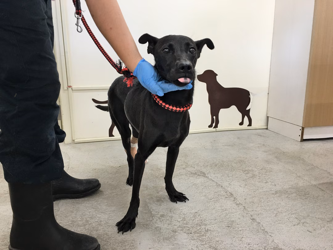 The dog, from the shelter's listing
