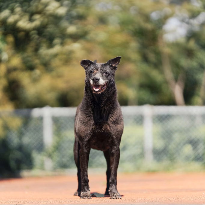The dog, from the shelter's listing