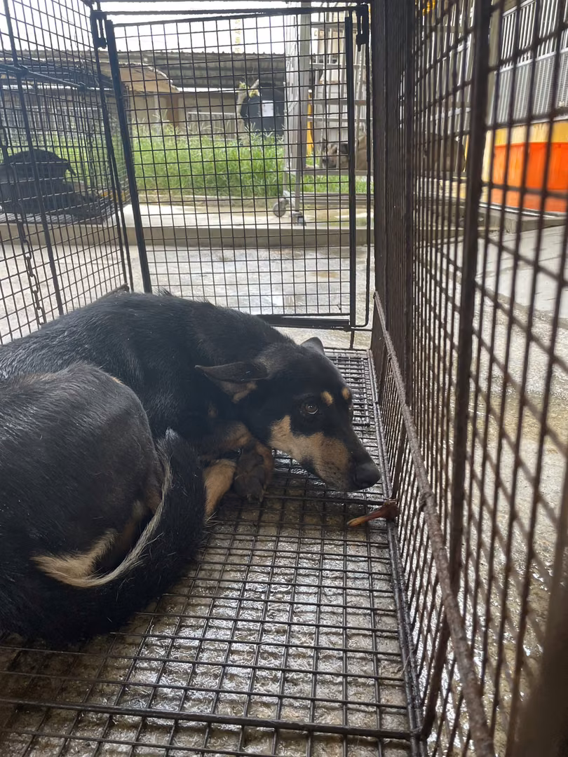 The dog, from the shelter's listing