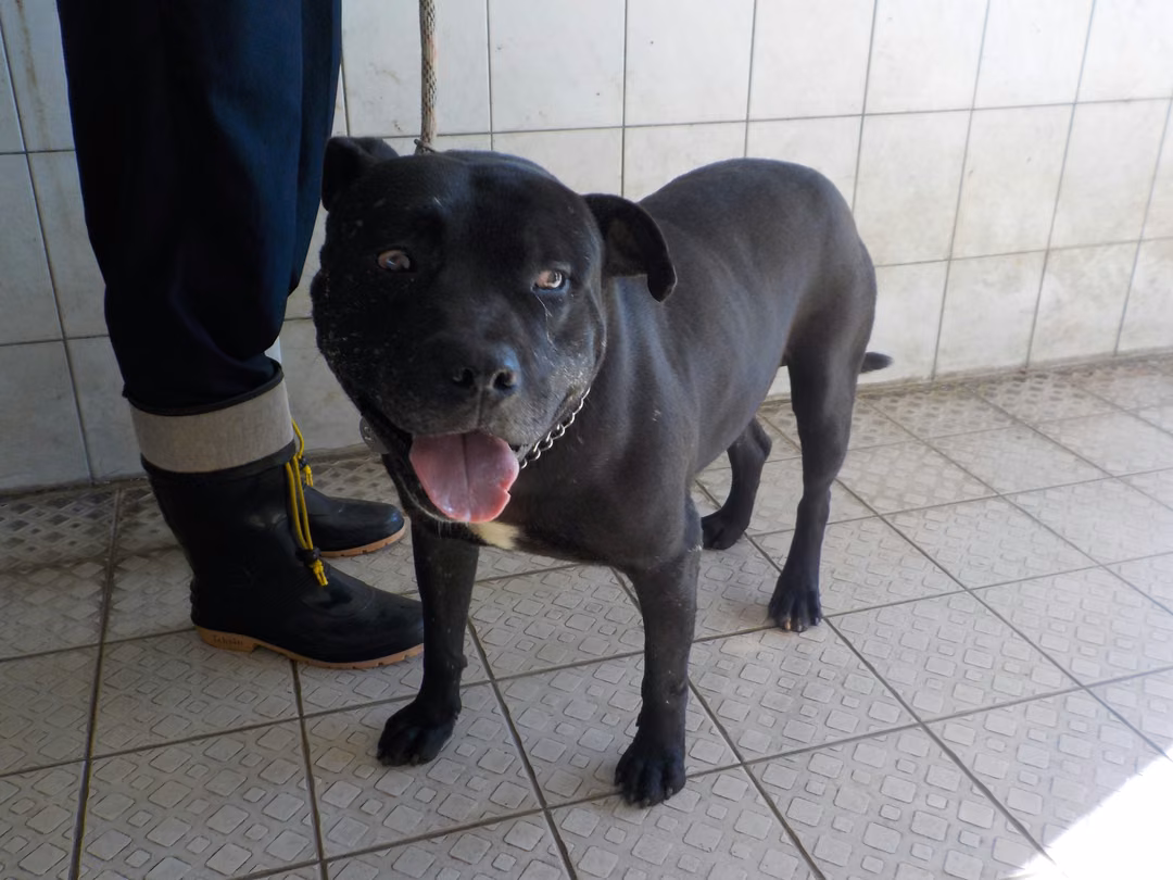 The dog, from the shelter's listing