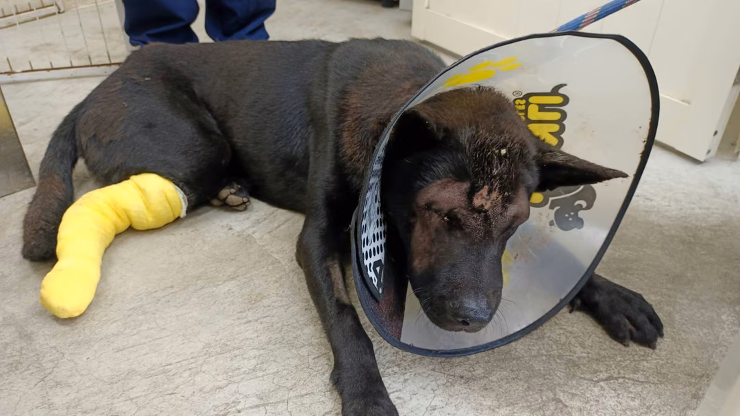 The dog, from the shelter's listing