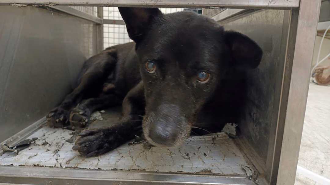 The dog, from the shelter's listing