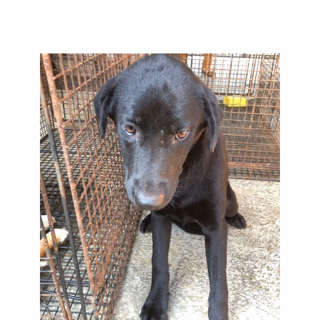 The dog, from the shelter's listing
