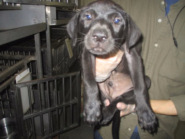 The dog, from the shelter's listing