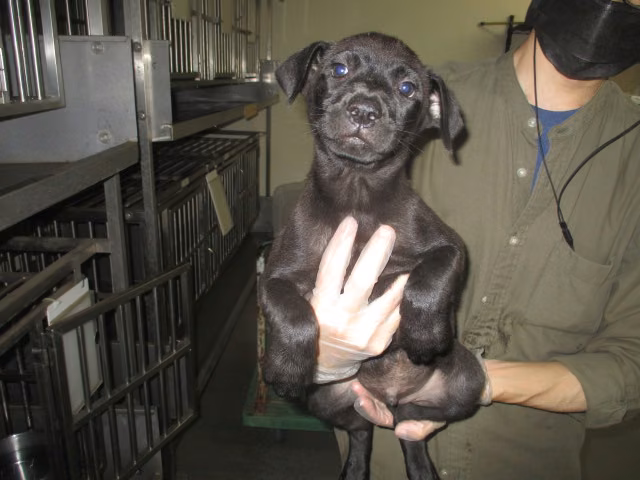 The dog, from the shelter's listing