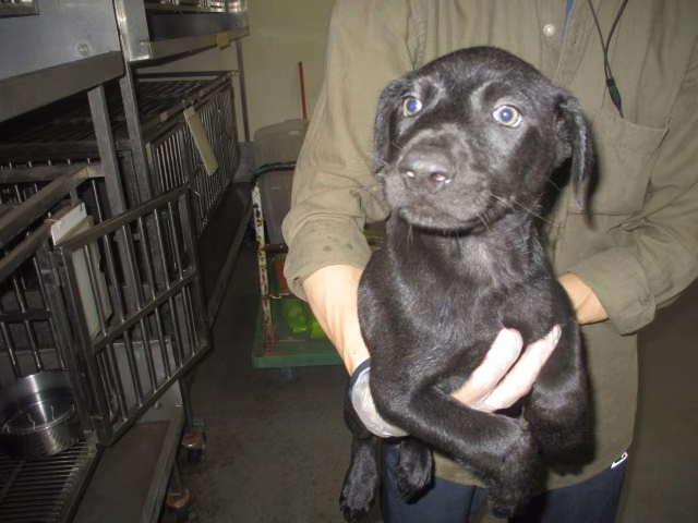 The dog, from the shelter's listing