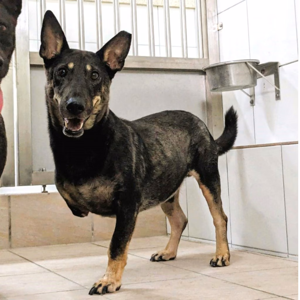 The dog, from the shelter's listing