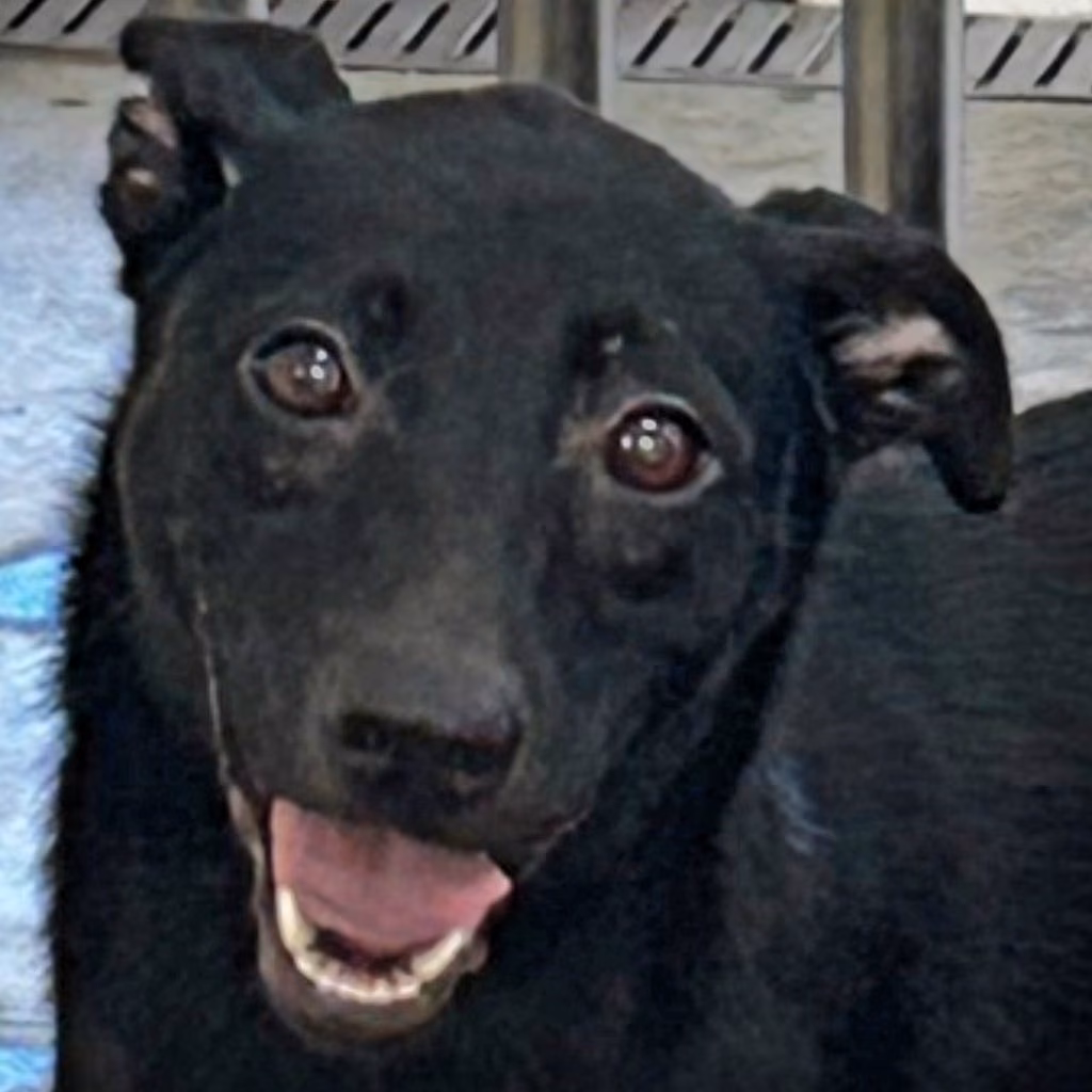 The dog, from the shelter's listing