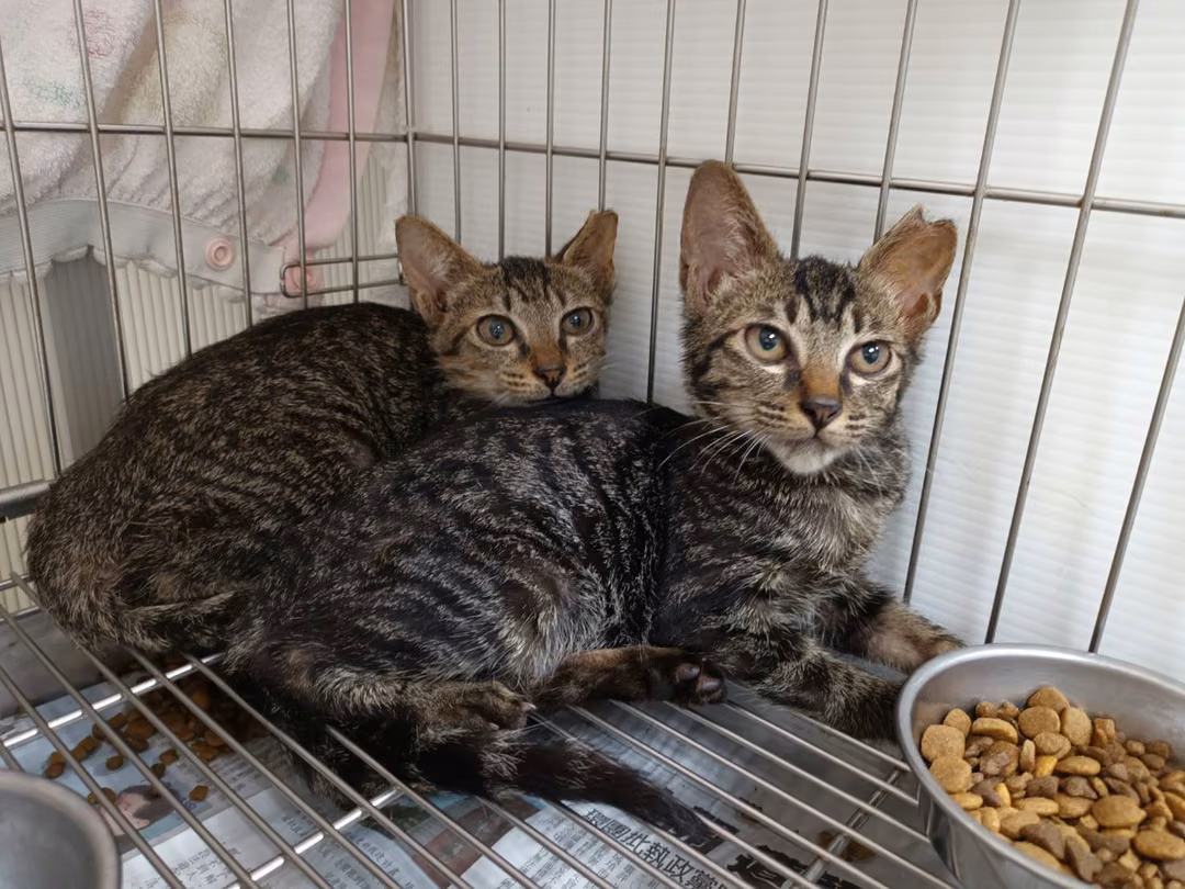 The cat, from the shelter's listing