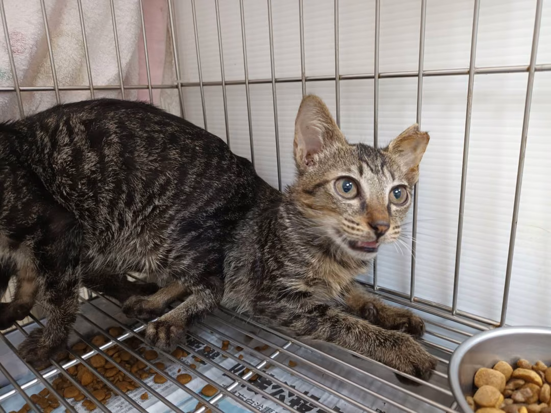 The cat, from the shelter's listing