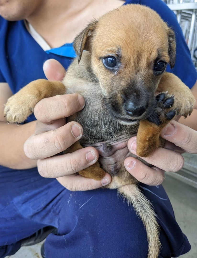 The dog, from the shelter's listing