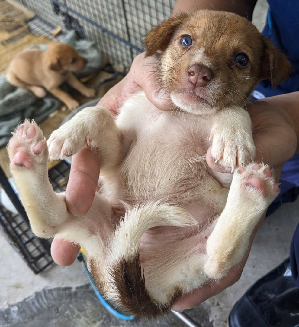The dog, from the shelter's listing