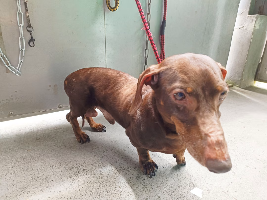 The dog, from the shelter's listing