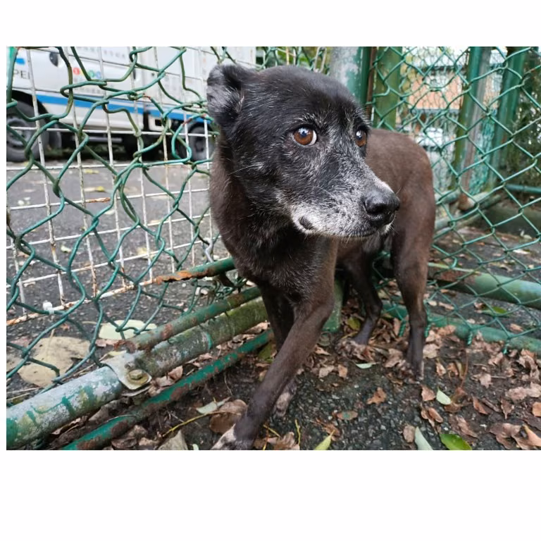 The dog, from the shelter's listing