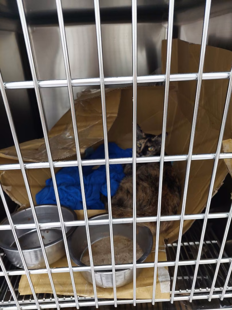 The cat, from the shelter's listing