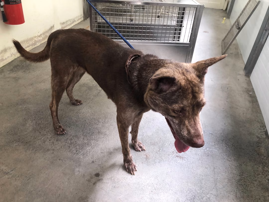 The dog, from the shelter's listing