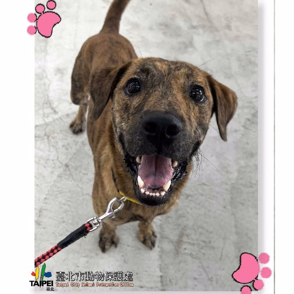 The dog, from the shelter's listing