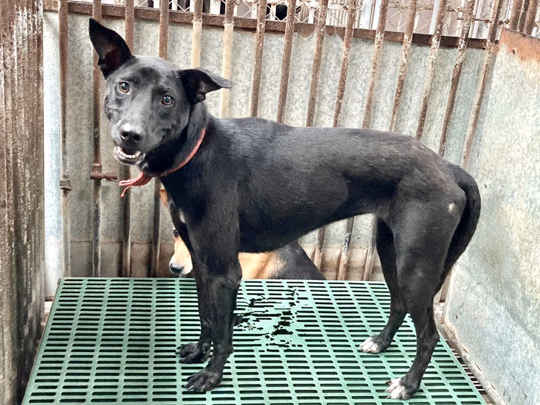 The dog, from the shelter's listing