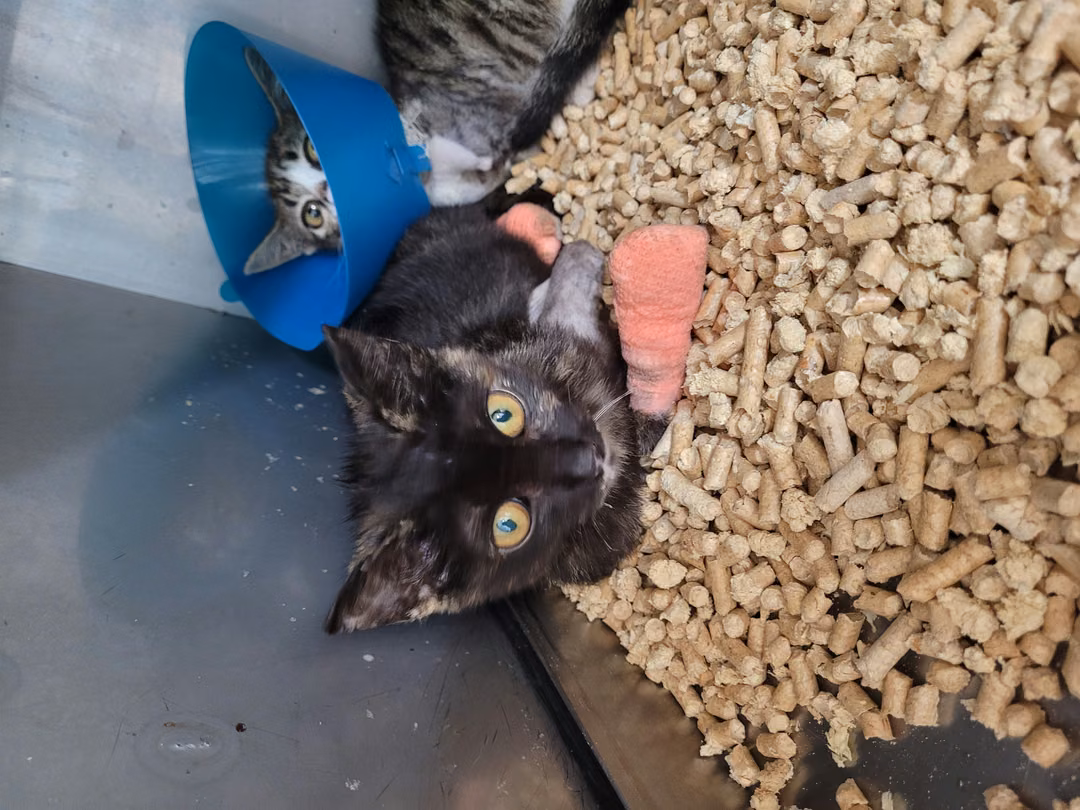 The cat, from the shelter's listing