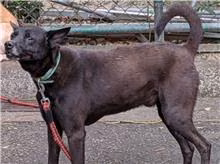 The dog, from the shelter's listing