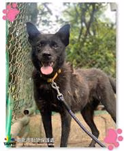 The dog, from the shelter's listing