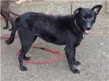 The dog, from the shelter's listing