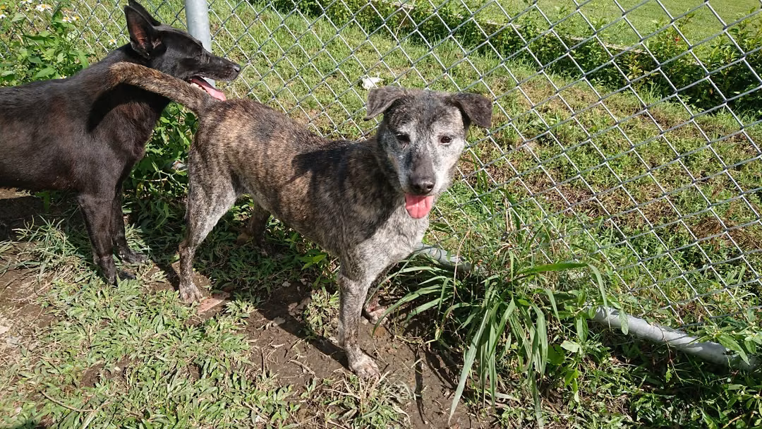 The dog, from the shelter's listing