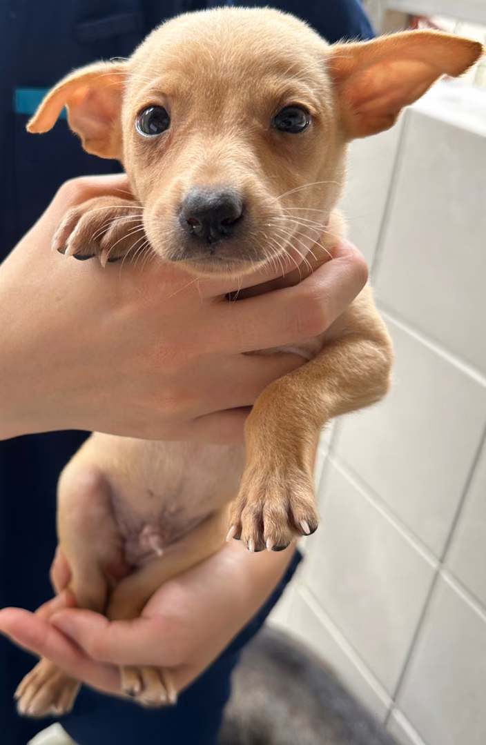 The dog, from the shelter's listing