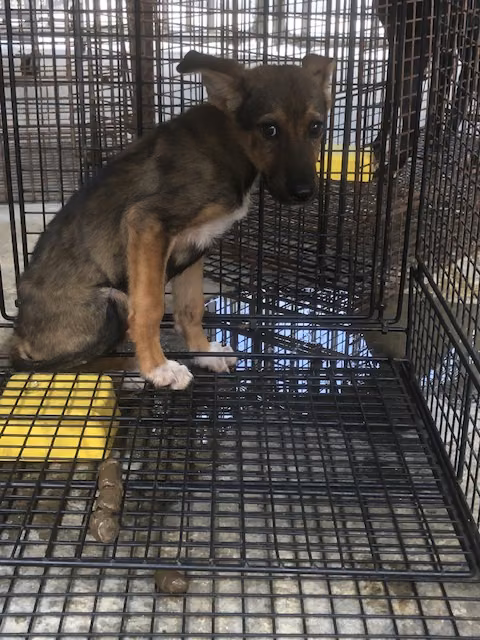 The dog, from the shelter's listing