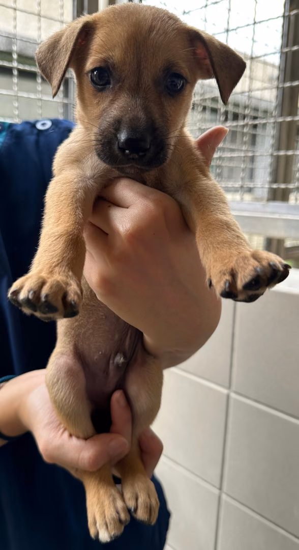 The dog, from the shelter's listing