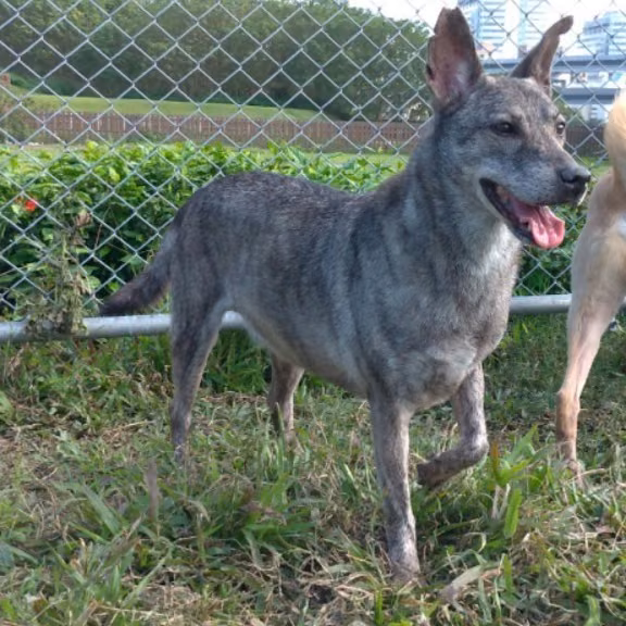 The dog, from the shelter's listing