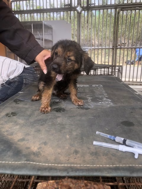 The dog, from the shelter's listing