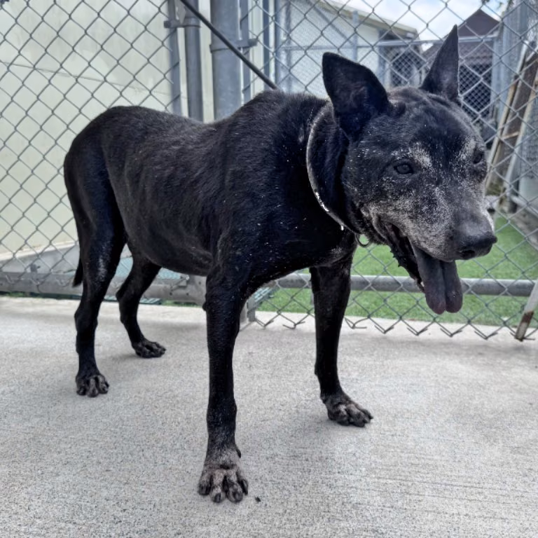 The dog, from the shelter's listing