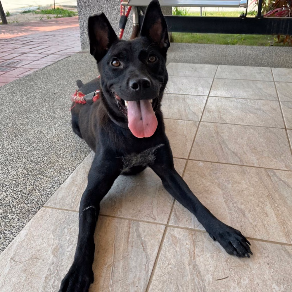 The dog, from the shelter's listing