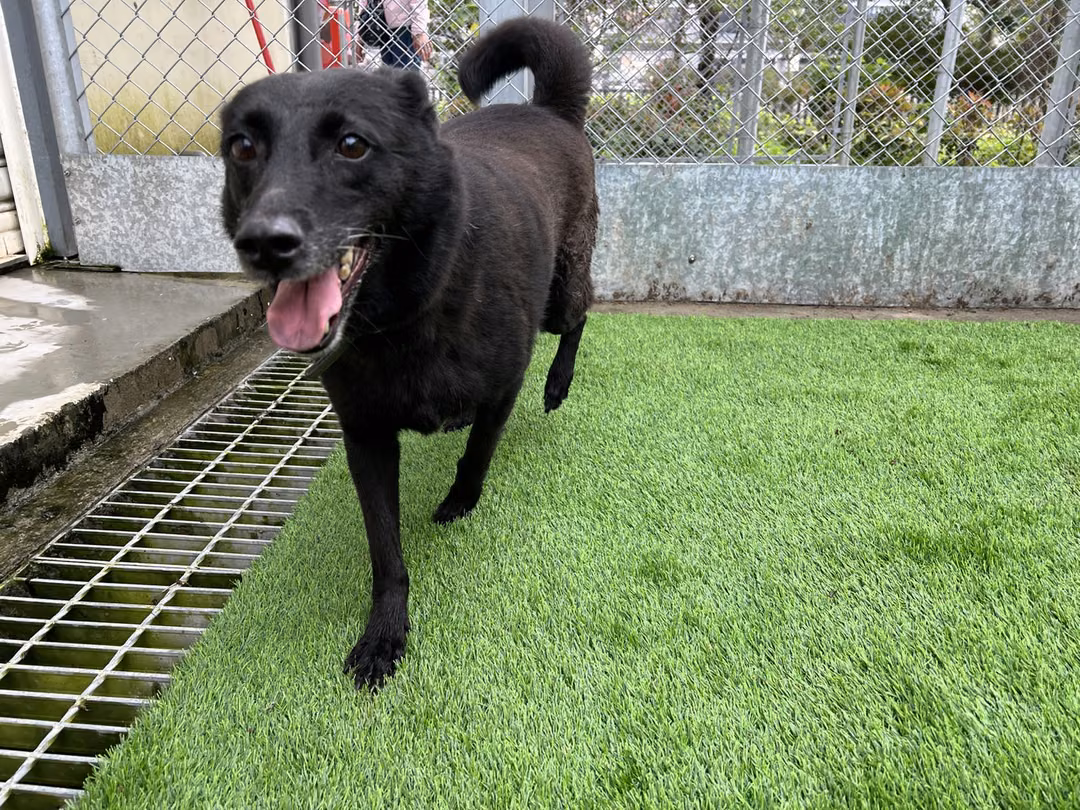 The dog, from the shelter's listing