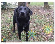 The dog, from the shelter's listing