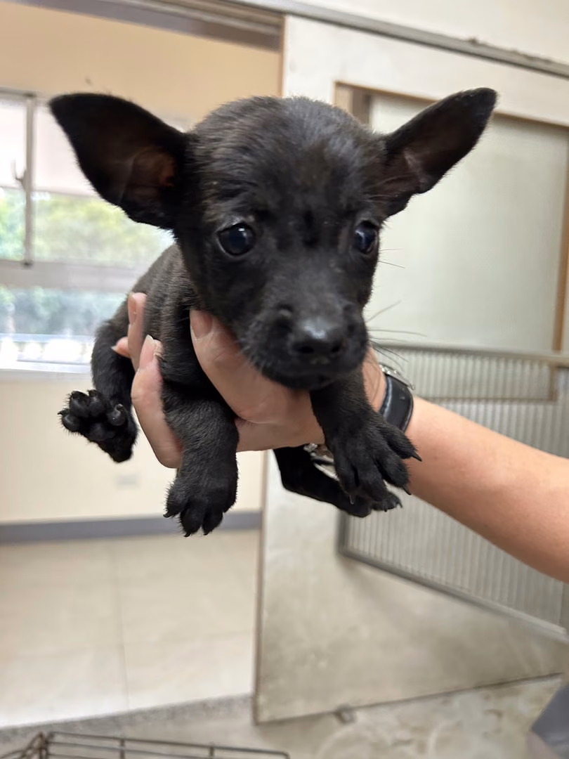 The dog, from the shelter's listing
