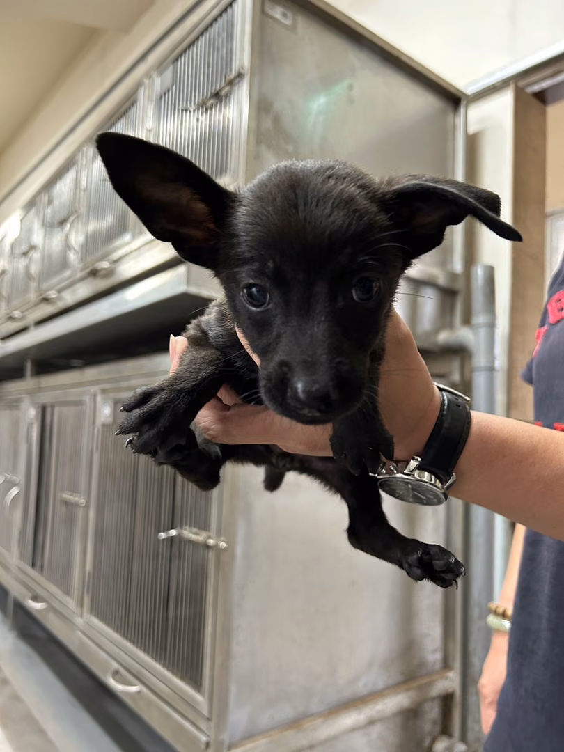 The dog, from the shelter's listing