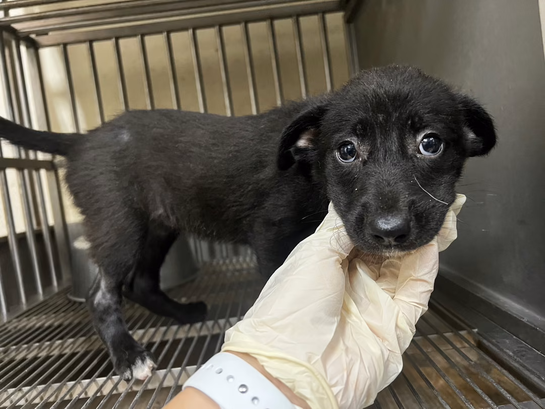 The dog, from the shelter's listing