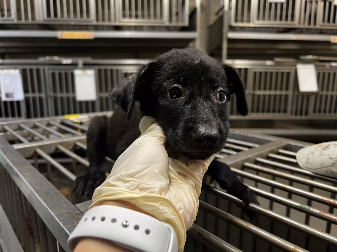 The dog, from the shelter's listing