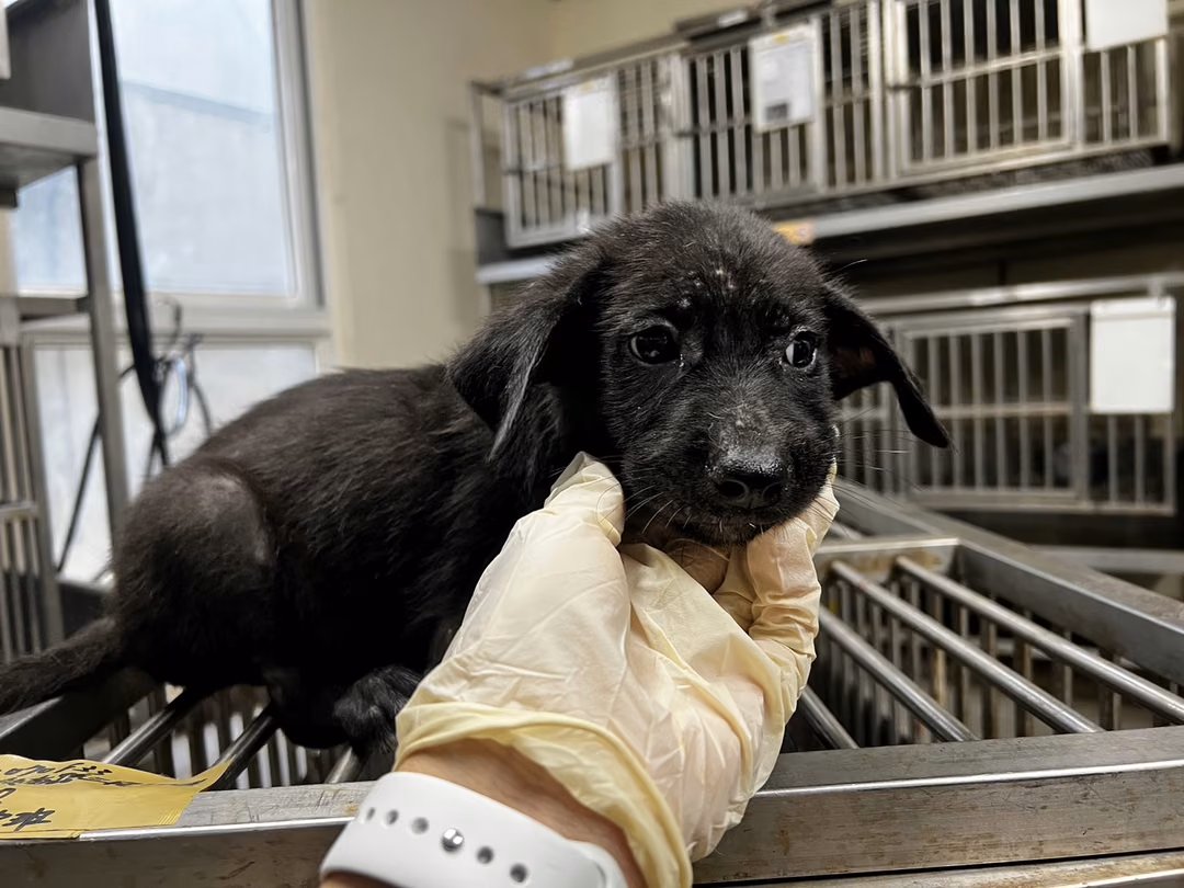 The dog, from the shelter's listing