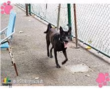 The dog, from the shelter's listing