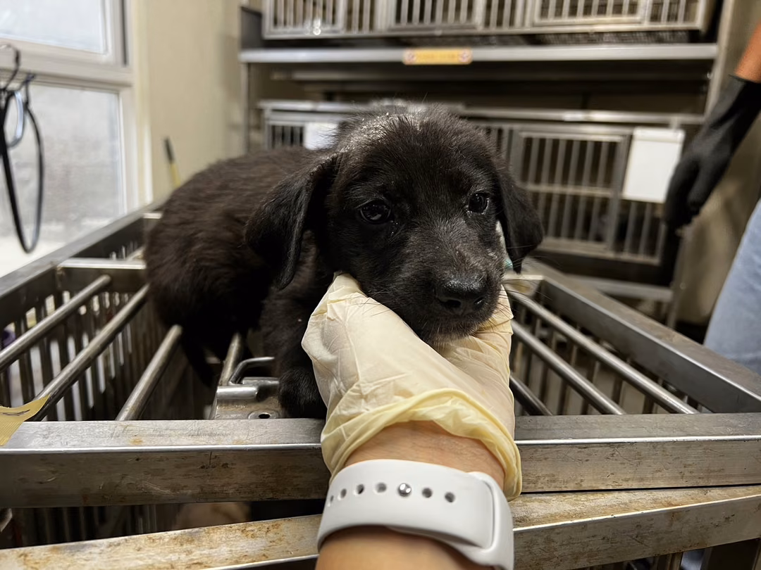 The dog, from the shelter's listing
