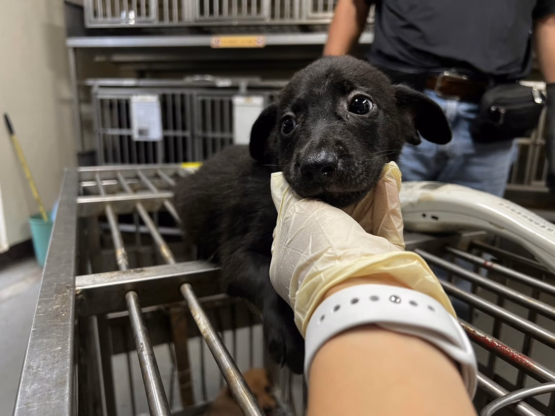 The dog, from the shelter's listing