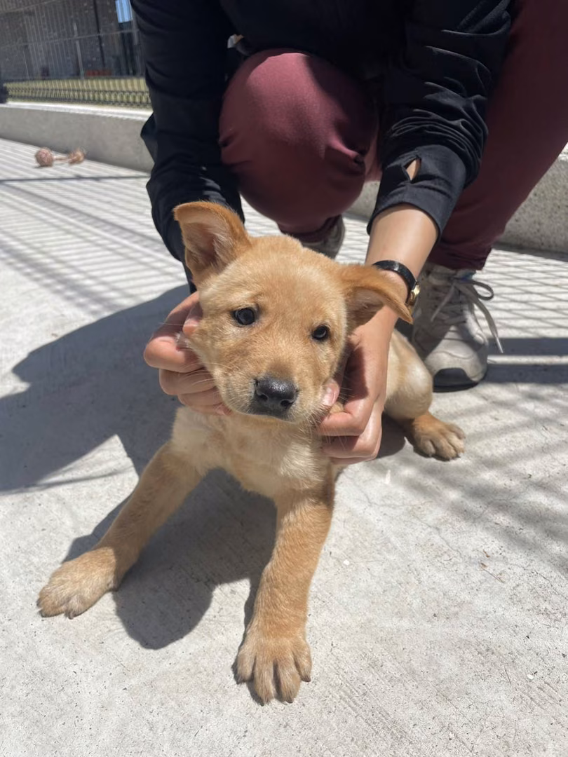 The dog, from the shelter's listing