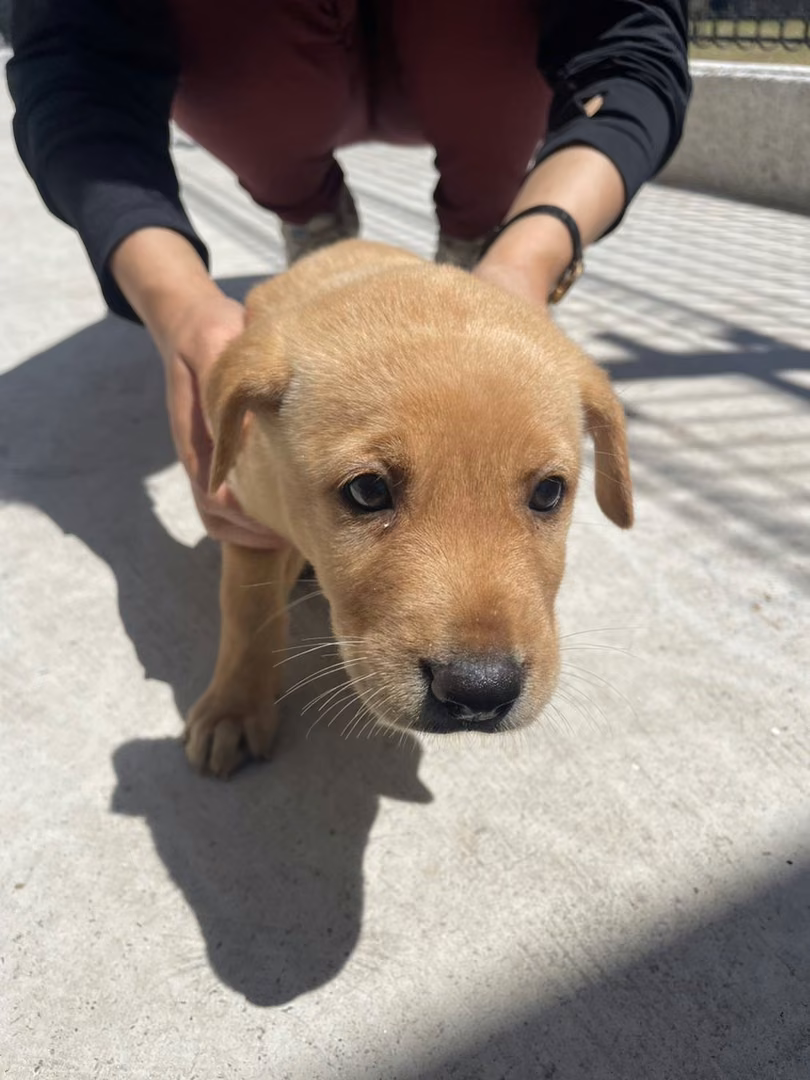 The dog, from the shelter's listing